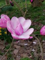 Albums/20200303-Kew Gardens/0